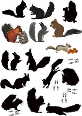 Fototapeta premium fifteen isolated squirrels