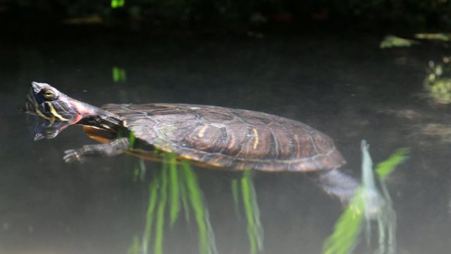 turtle swimming in  apond