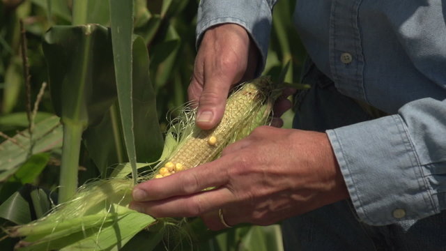Farmer inspecting poor corn crop, close up