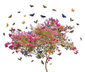 butterflies and pink blooming tree