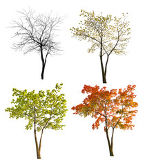 four seasons maple tree isoalted on white