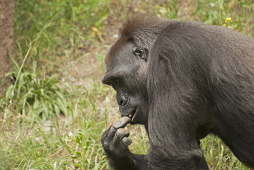 Gorilla