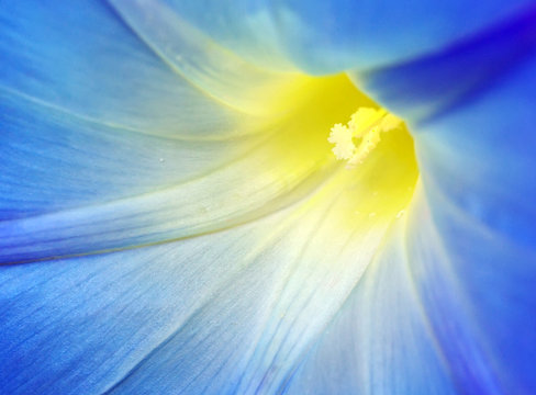 Fototapeta Macro of blue flower
