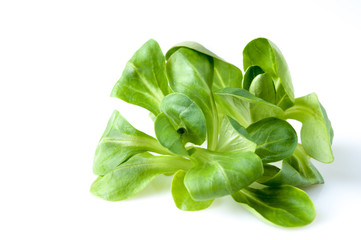 Corn salad leaves on white