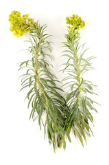 Euphorbia characias / Euphorbe de Corse