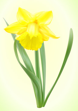 Vector narcissus flower