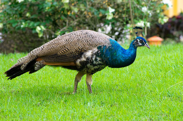 Obraz premium peacock