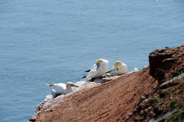 northern gannets