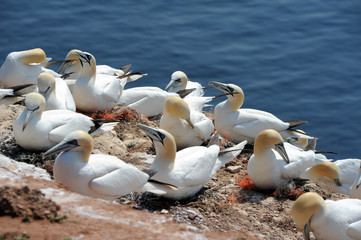 northern gannets