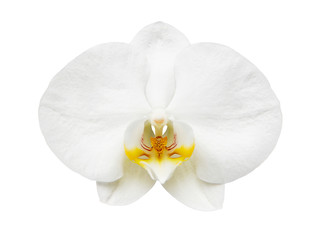 Naklejka na ściany i meble Close up of orchid isolated on white background