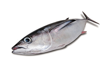 tonno alalunga