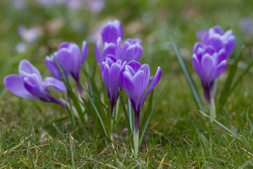 Krokus - Frühlingsblumen auf grüner Wiese