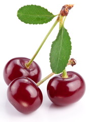 Cherries with leaves on a white background.