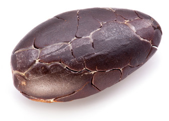Cocoa bean