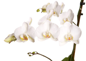 white orchid plant cut out