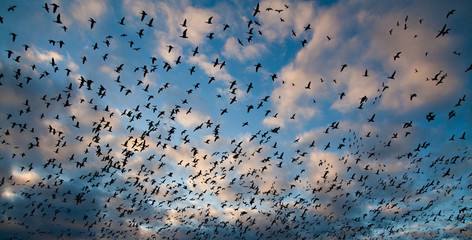Snow geese