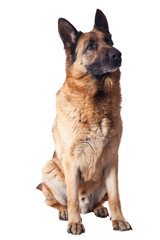 german shepherd