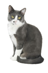 Gray Cat Serie