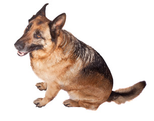 german shepherd