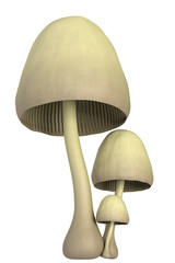 mushroom on a white background