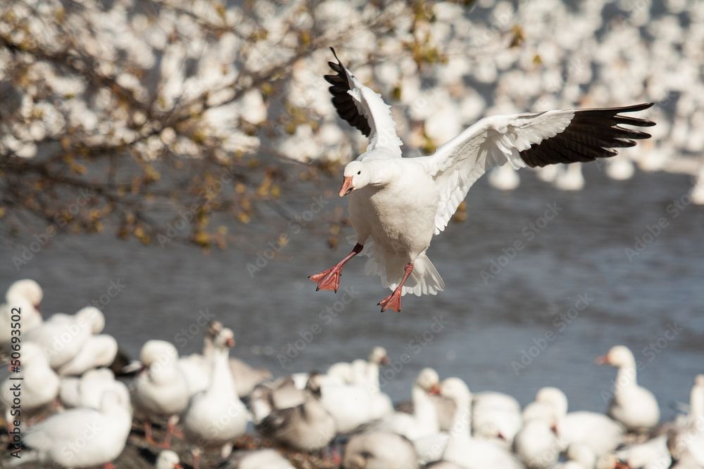 Wall mural Landing snow goose