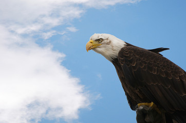 bald eagle