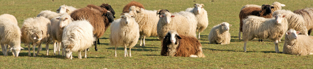 sheep flock on the pasture