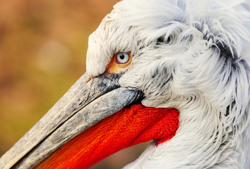 closeup of a pelican head