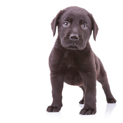 alert black labrador retriever standing