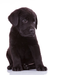 shy labrador retriever puppy dog
