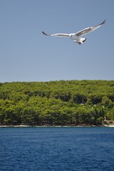 Fototapeta na wymiar Latający Seagull