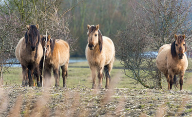 Naklejka na ściany i meble Konik horses in nature in winter