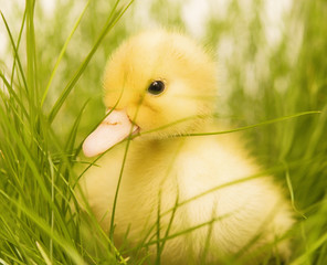 cute duckling