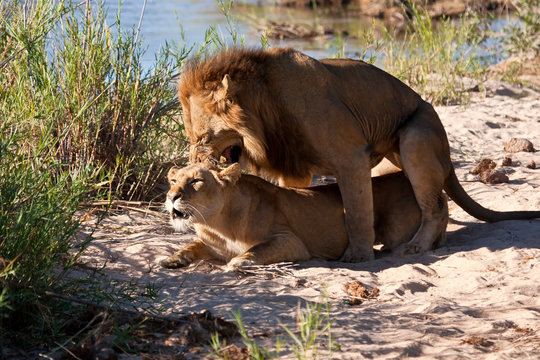 Male and female lion mating