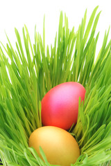 Easter eggs inside green grass