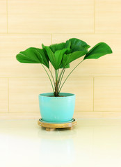 Green plant in blue vase decorated for room