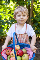Fototapeta premium Little toddler boy holding big basket with fresh apples