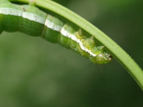 larwa