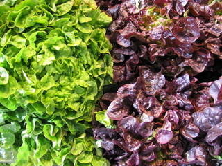 Roter und gr&uuml;ner Blattsalat
