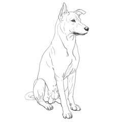 Thai  dog sitting