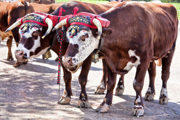 Farm Oxen