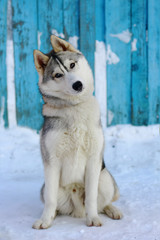 Dog breed Siberian Husky surprised