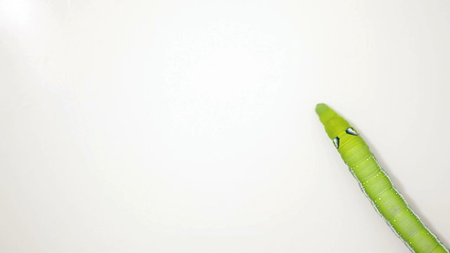 Swallowtail Caterpillar