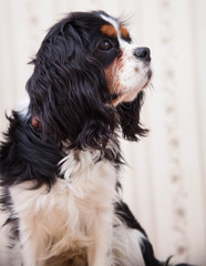 Dog spaniel