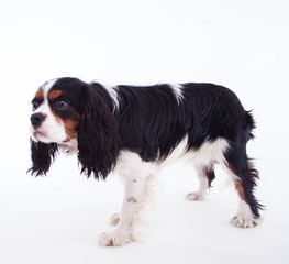 Dog spaniel