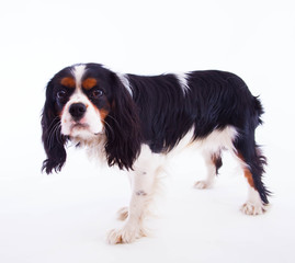 Dog spaniel
