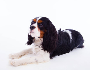 Dog spaniel