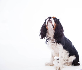 Dog spaniel