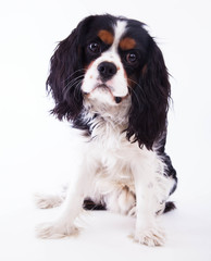 Dog spaniel