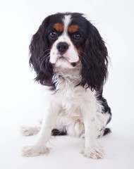 Dog spaniel